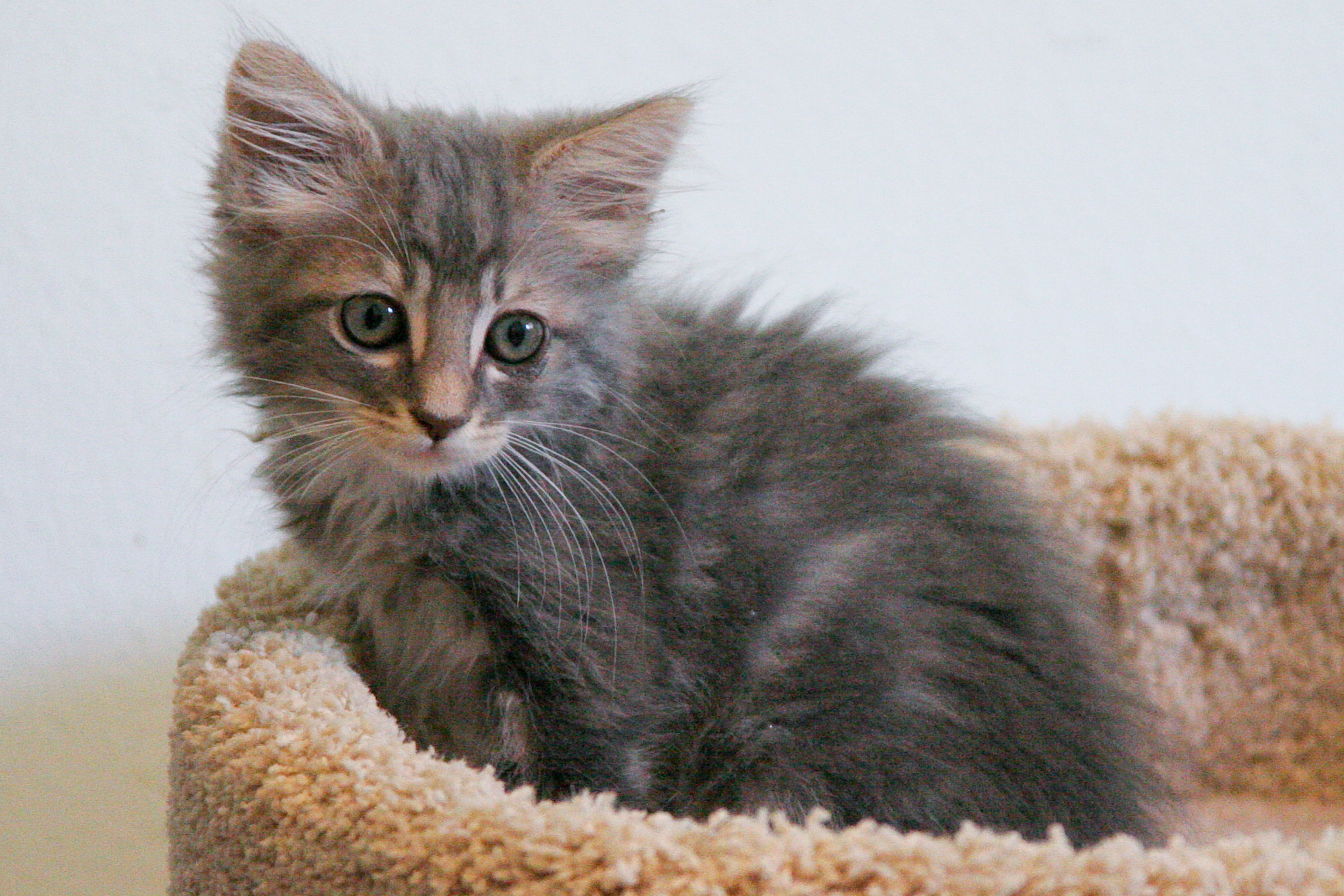 short haired grey tabby cat lifespan