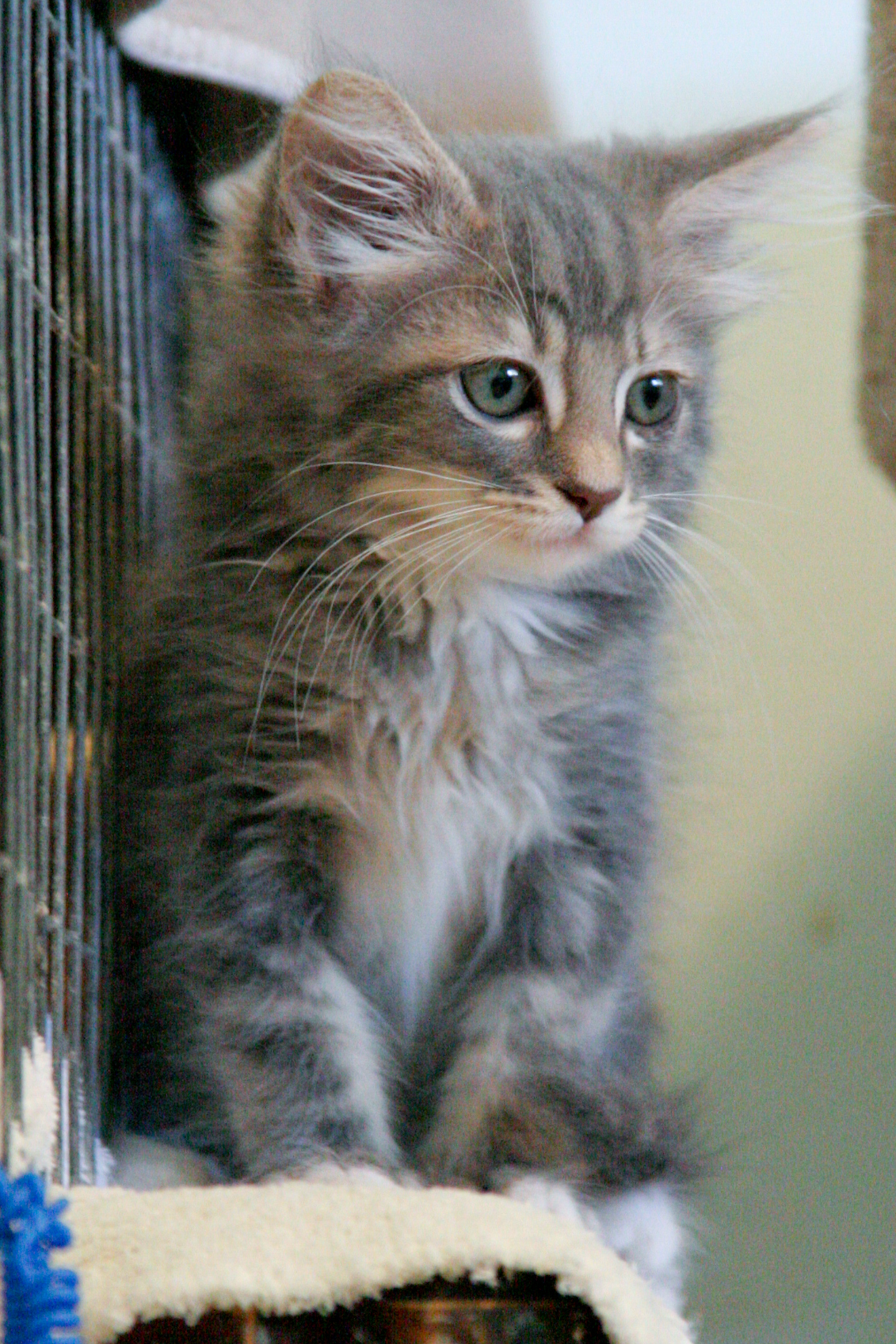 picture of Carly, a Domestic Medium Hair gray classic tabby