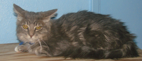 picture of Carly, a Domestic Medium Hair gray classic tabby