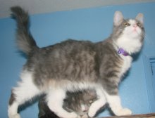 another picture of Cookie, a Domestic Medium Hair gray classic tabby/white