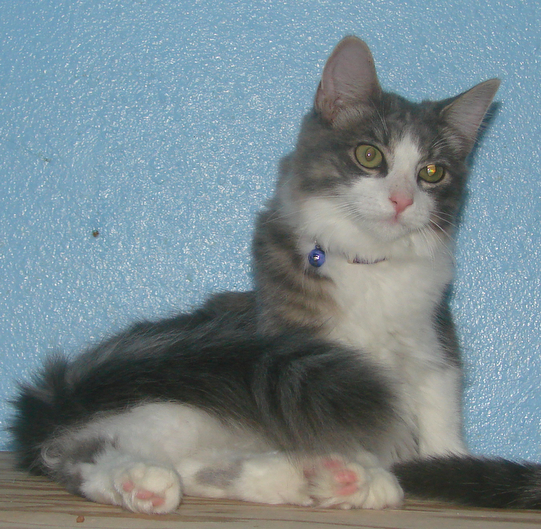 picture of Cookie, a Domestic Medium Hair gray classic tabby/white