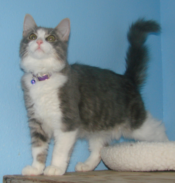 picture of Cookie, a Domestic Medium Hair gray classic tabby/white