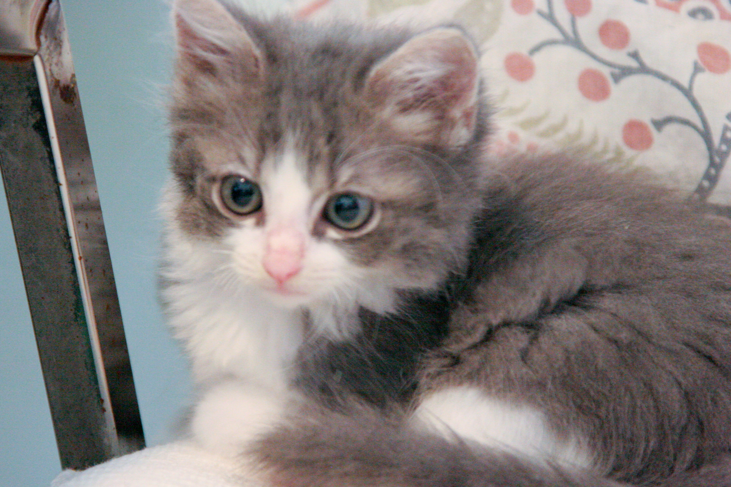 picture of Cookie, a Domestic Medium Hair gray classic tabby/white