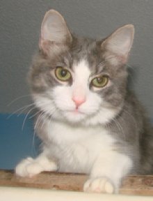 picture of Cookie, a Domestic Medium Hair gray classic tabby/white