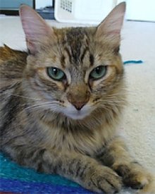 another picture of Jade, a Domestic Medium Hair tortoise-shell tabby