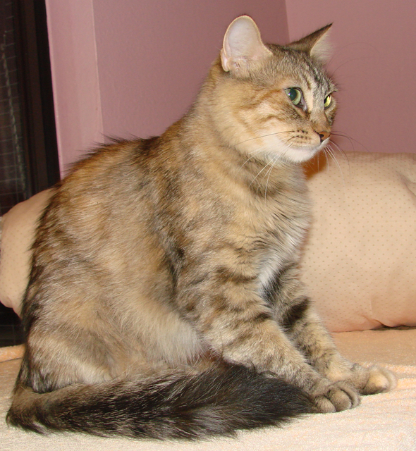 picture of Jade, a Domestic Medium Hair tortoise-shell tabby