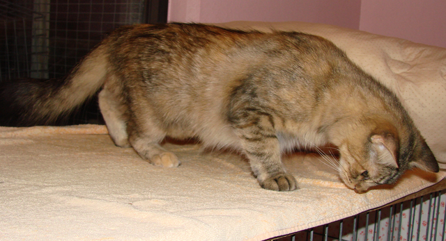 picture of Jade, a Domestic Medium Hair tortoise-shell tabby