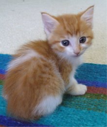 another picture of Sassy, a Domestic Short Hair orange/white