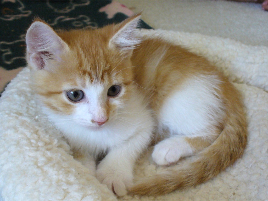 picture of Sassy, a Domestic Short Hair orange/white