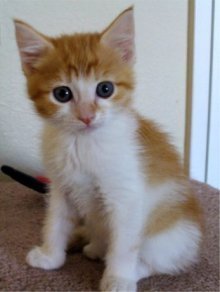 picture of Sassy, a Domestic Short Hair orange/white