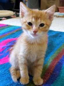 another picture of Peach, a Domestic Medium Hair orange