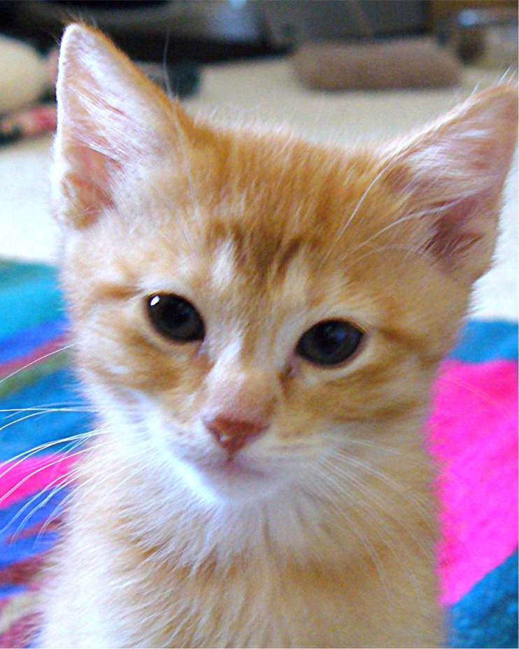 picture of Peach, a Domestic Medium Hair orange