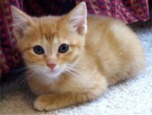 picture of Peach, a Domestic Medium Hair orange