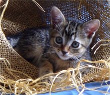 another picture of Cuddles, a Domestic Short Hair dark tabby