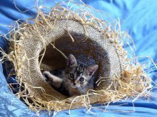 picture of Cuddles, a Domestic Short Hair dark tabby