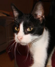 another picture of Anna, a Domestic Short Hair black/white