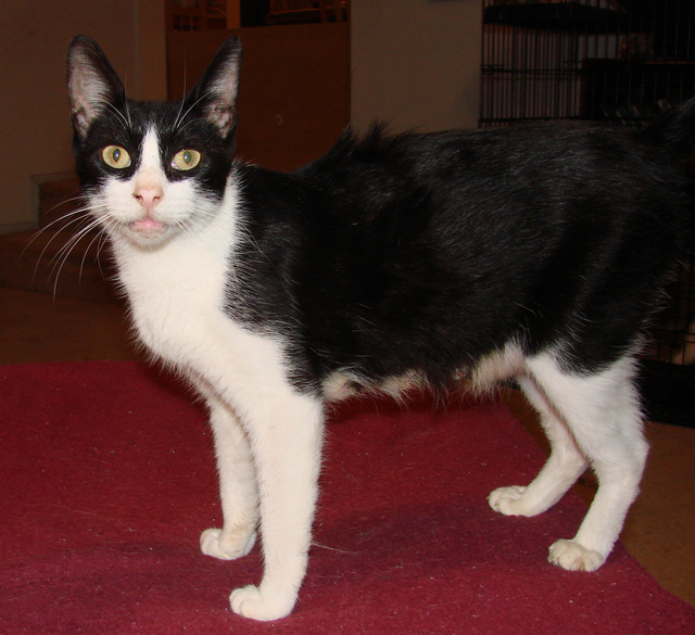 picture of Anna, a Domestic Short Hair black/white