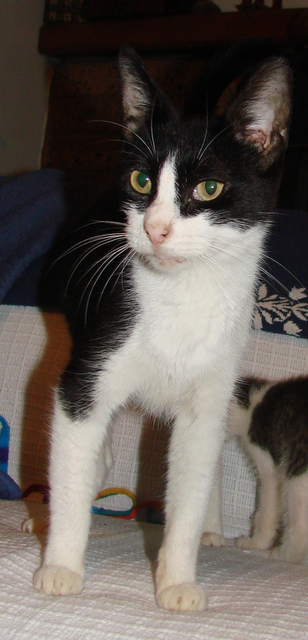 picture of Anna, a Domestic Short Hair black/white