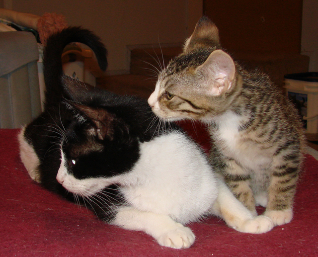 picture of Anna, a Domestic Short Hair black/white