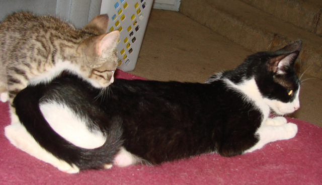 picture of Anna, a Domestic Short Hair black/white