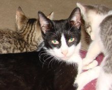 picture of Anna, a Domestic Short Hair black/white