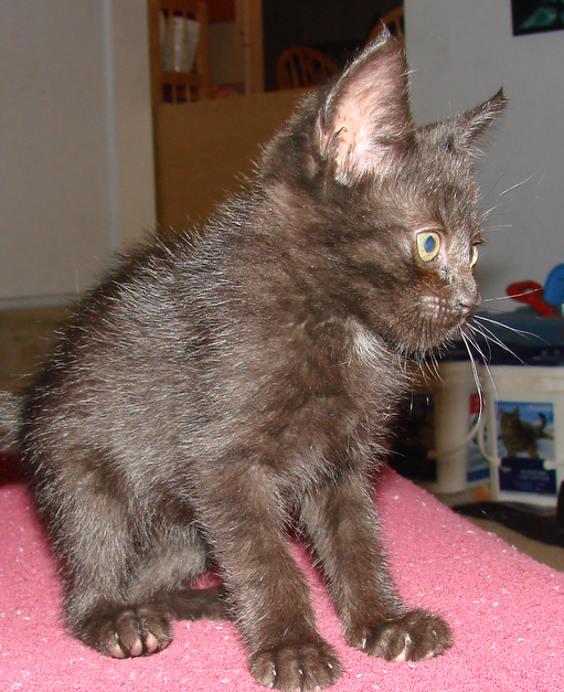 picture of Andre, a Domestic Short Hair black