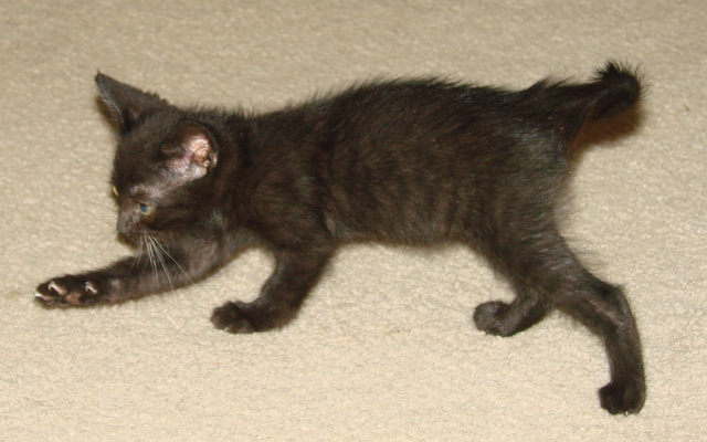 picture of Andre, a Domestic Short Hair black