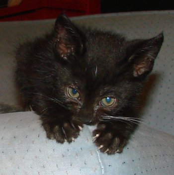 picture of Andre, a Domestic Short Hair black