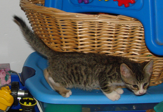picture of Anthony, a Domestic Short Hair brown mackeral tabby/white