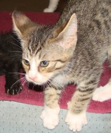 picture of Anthony, a Domestic Short Hair brown mackeral tabby/white