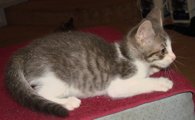 picture of Anton, a Domestic Short Hair gray tabby/white