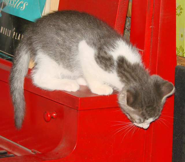 picture of Anton, a Domestic Short Hair gray tabby/white
