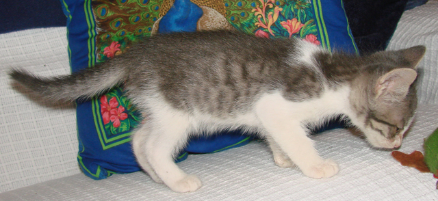 picture of Anton, a Domestic Short Hair gray tabby/white