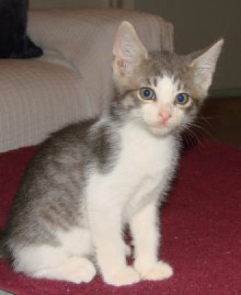 picture of Anton, a Domestic Short Hair gray tabby/white