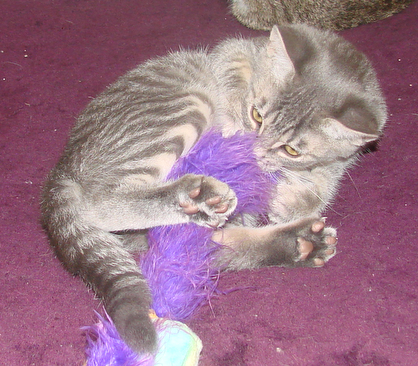 picture of Andrew, a Domestic Short Hair gray tabby