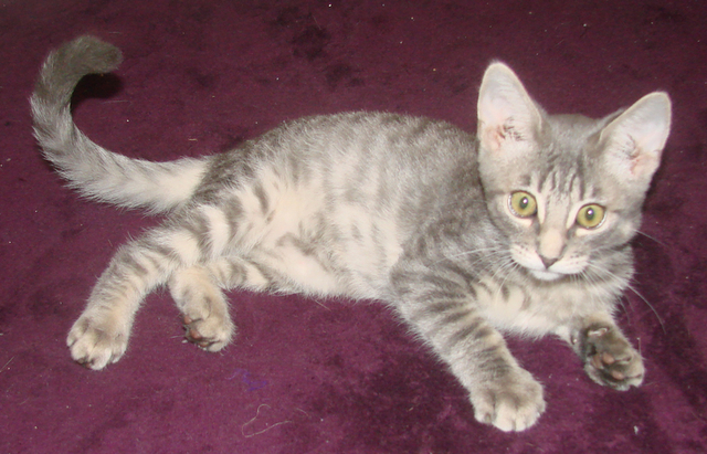 picture of Andrew, a Domestic Short Hair gray tabby