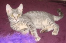 picture of Andrew, a Domestic Short Hair gray tabby