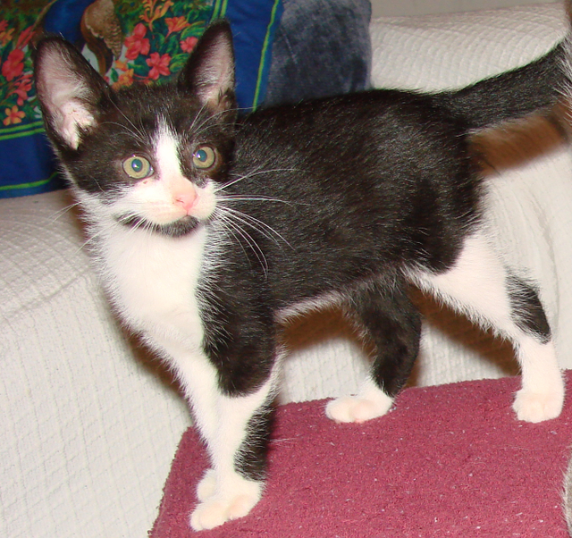 picture of Annie, a Domestic Short Hair black/white