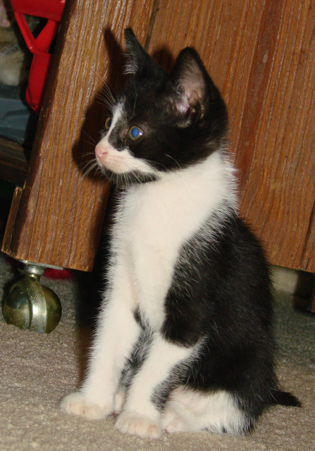 picture of Annie, a Domestic Short Hair black/white