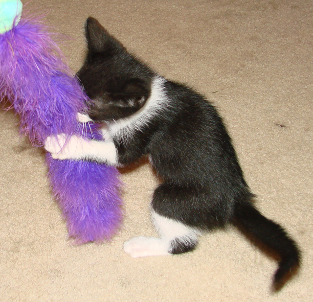 picture of Annie, a Domestic Short Hair black/white
