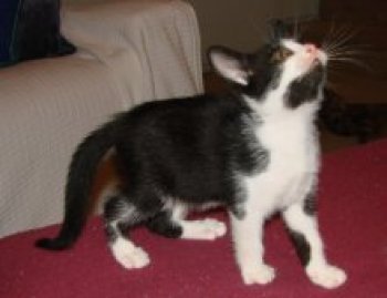 picture of Annie, a Domestic Short Hair black/white