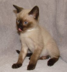 another picture of Sinbad, a Siamese/Domestic Short Hair-x sealpoint