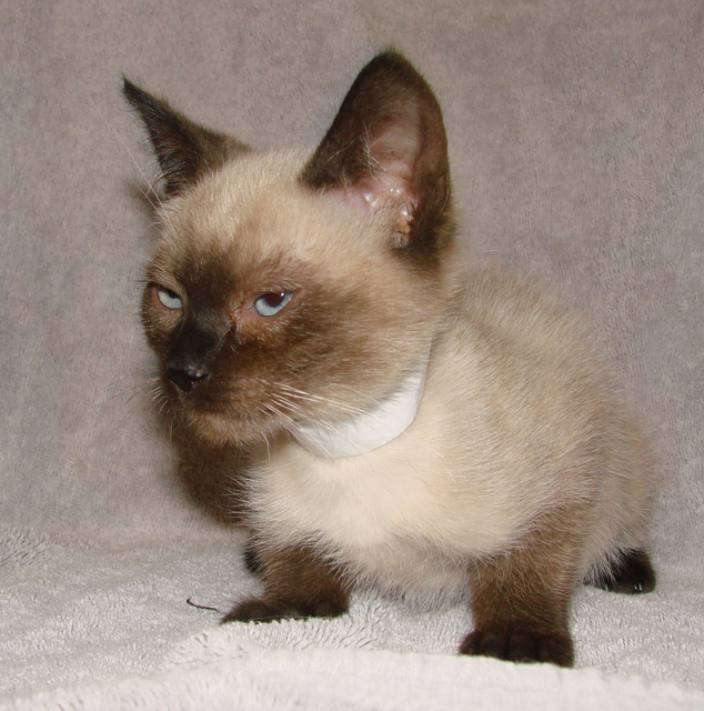 picture of Sinbad, a Siamese/Domestic Short Hair-x sealpoint