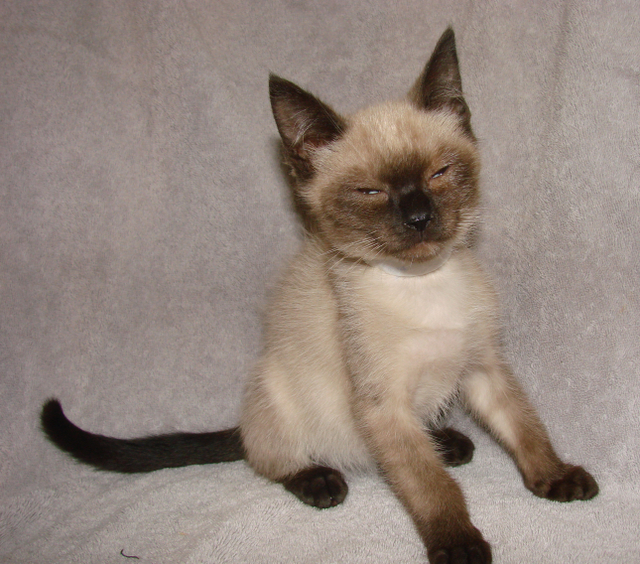 picture of Sinbad, a Siamese/Domestic Short Hair-x sealpoint