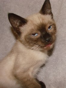 picture of Sinbad, a Siamese/Domestic Short Hair-x sealpoint