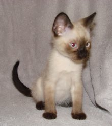 another picture of Suresh, a Siamese/Domestic Short Hair-x sealpoint