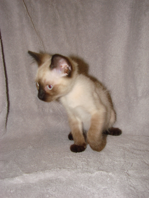 picture of Suresh, a Siamese/Domestic Short Hair-x sealpoint