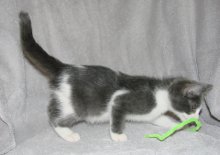 another picture of Darnell, a Domestic Short Hair gray/white