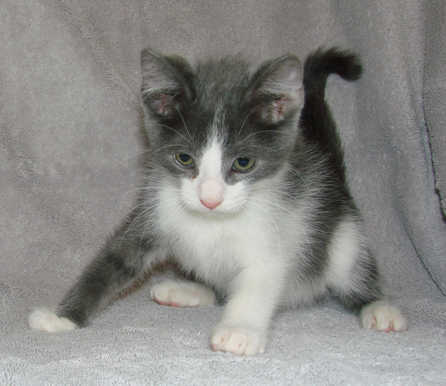 picture of Darnell, a Domestic Short Hair gray/white