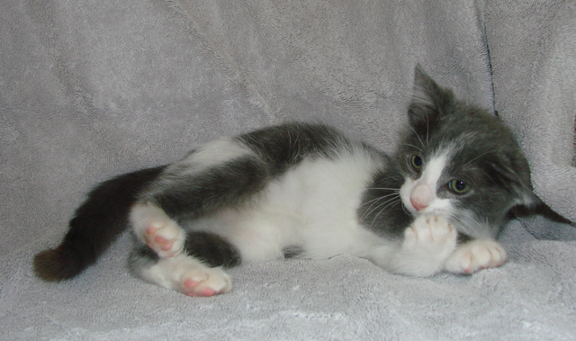picture of Darnell, a Domestic Short Hair gray/white